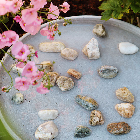 Hyönteisten kylpypaikka